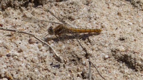 Orthetrum brunneum